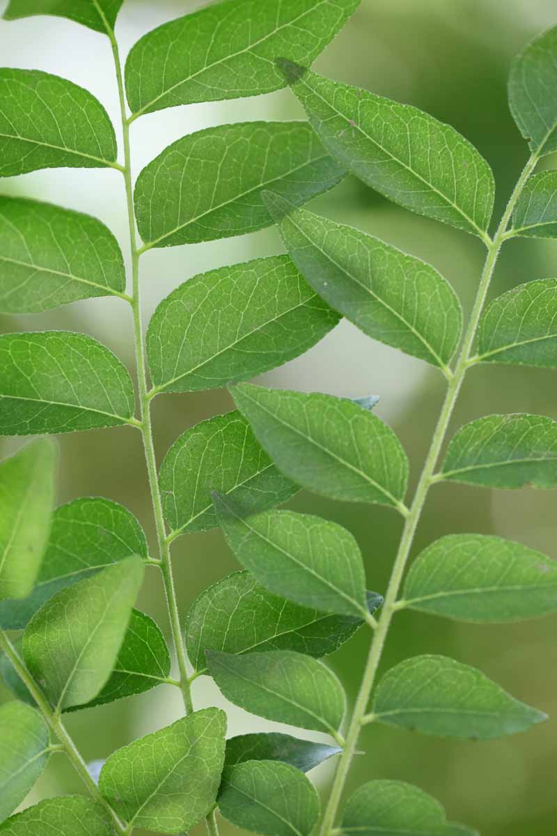 A close up vertical image of the foliage of a curry leaf tree (Murraya koenigii) pictured on a soft focus background.