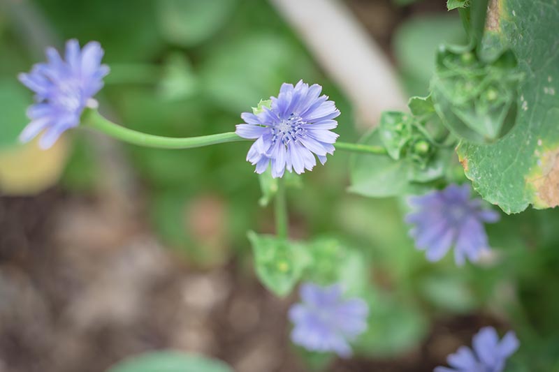 A close up horizontal image of light blue chicory flowers growing in the garden pictured on a soft focus background.