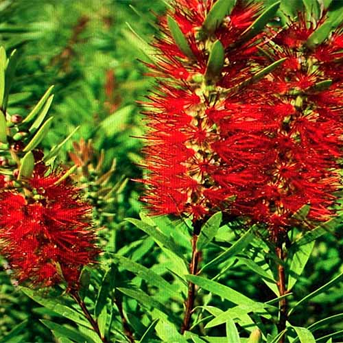 A close up square image of the bright red flowers of Callistemon 'Little John' growing in the garden pictured in bright sunshine with foliage in soft focus in the background.