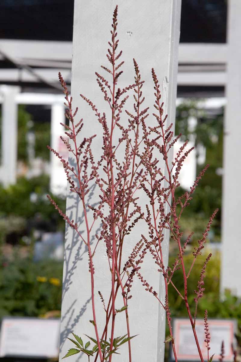 A close up vertical image of Astilbe chinenis 'Maggie Daley' growing outside a home.