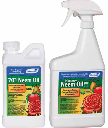 A close up square image of two bottles of Monterey neem oil pictured on a white background.
