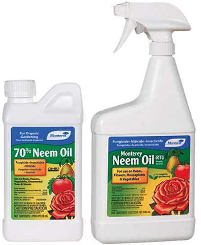 A close up square image of two bottles of Monterey neem oil pictured on a white background.