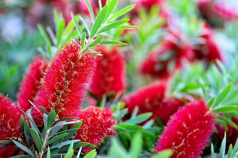 A close up horizontal image of red bottlebrush flowers in full bloom in the garden pictured on a soft focus background.