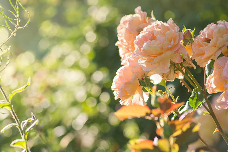A close up horizontal image of flowers growing in the garden pictured in light evening sunshine on a soft focus background.