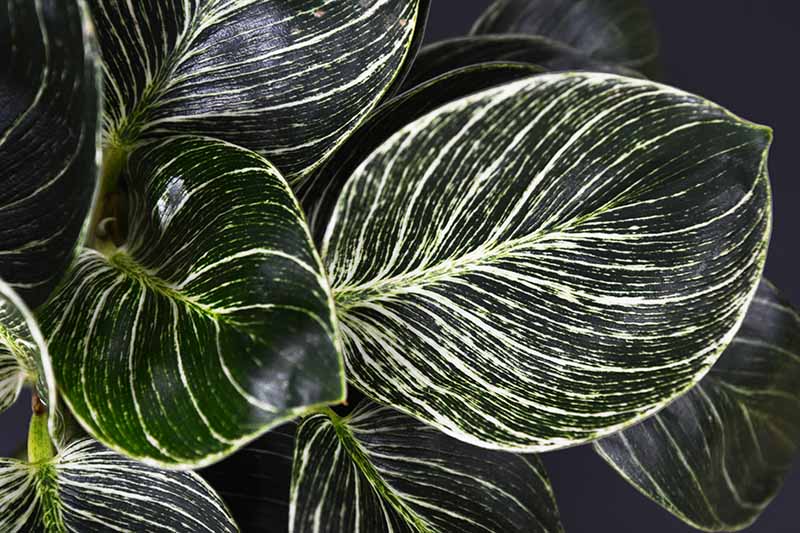 A close up horizontal image of a 'Birkin' philodendron with dark green foliage and white stripes across the leaves.