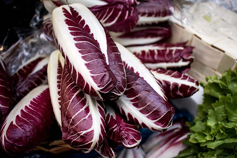 A close up horizontal image of 'Rosso di Treviso' radicchio heads in a wooden box.