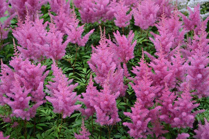 A close up horizontal image of pink astilbe flowers growing in the garden.