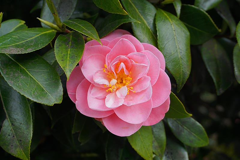 A close up horizontal image of a bright pink flower growing in the garden surrounded by foliage on a dark background.