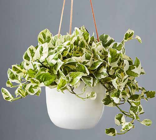 A close up square image of a small ceramic hanging pot with a variegated houseplant trailing over the sides pictured on a gray background.