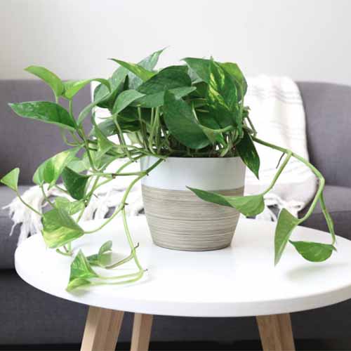 A close up square image of a small decorative pot with a trailing vine spilling over the edge, set on a white side table with a gray couch in the background.