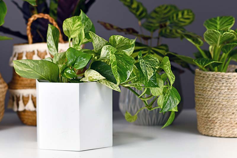 A close up horizontal image of a variety of houseplants growing in decorative containers on a white surface.