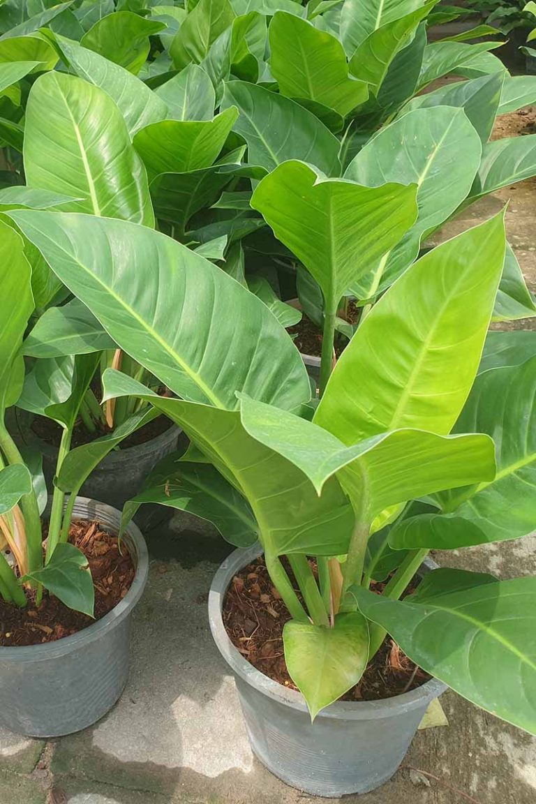 How To Grow And Care For Philodendron Houseplants