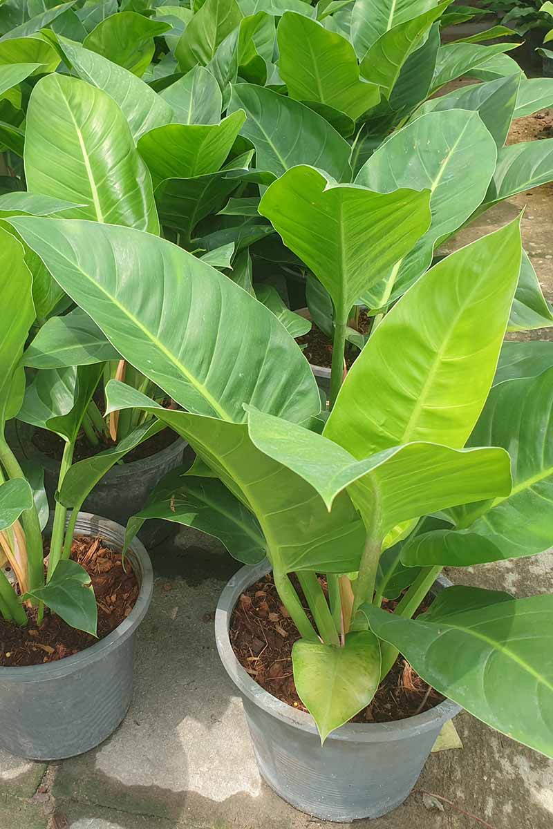 A close up vertical image of potted philodendron plants at a garden center.
