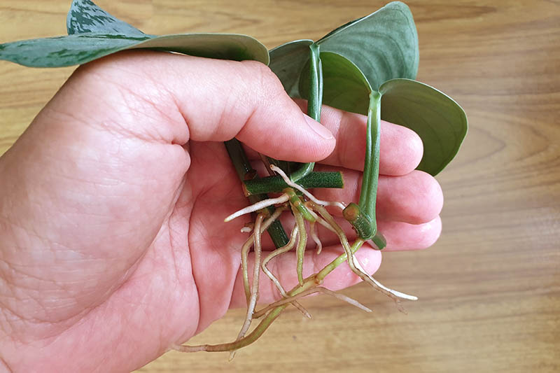 A close up horizontal image of a hand from the left of the frame holding stem cuttings of a pothos plant that have developed roots and are ready for transplant.