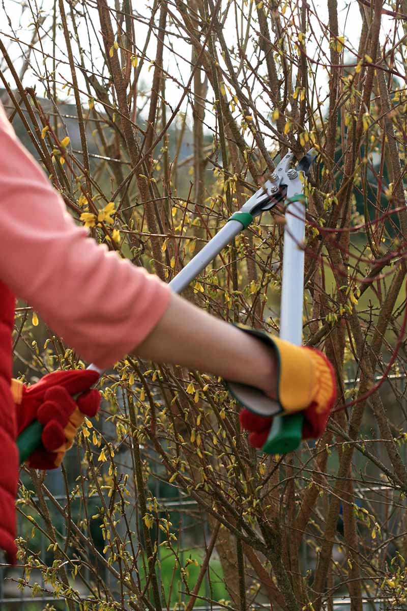 A close up vertical image of a gardening holding large pruning shears and trimming the branches of a flowering shrub.