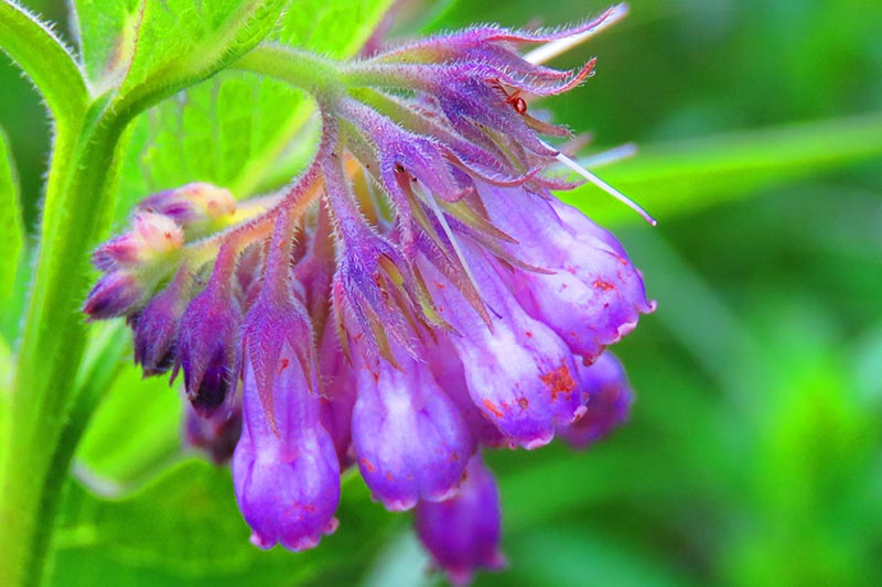 A close up horizontal image of the bright purple flowers of Symphytum surrounded by green foliage pictured on a soft focus background.