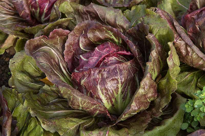 A close up horizontal image of the deep red foliage of radicchio growing in the garden.