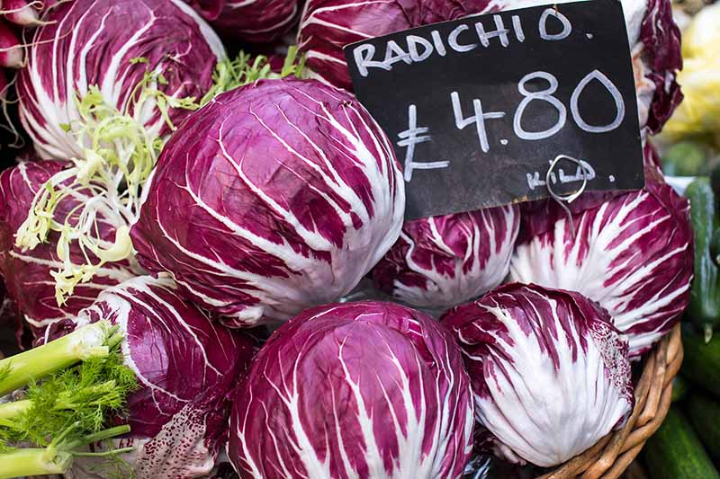 A close up horizontal image of heads of radicchio for sale at a market.