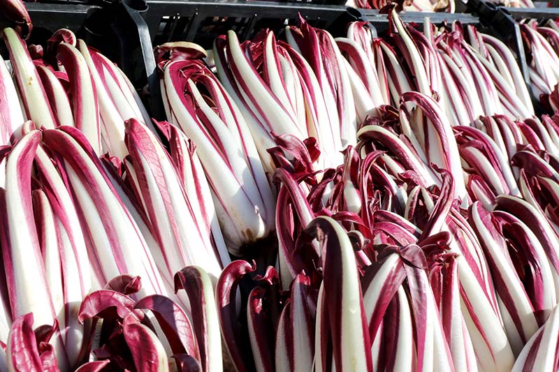 A close up horizontal image of a pile of 'Tardivo' radicchio heads pictured at a market in the sunshine.