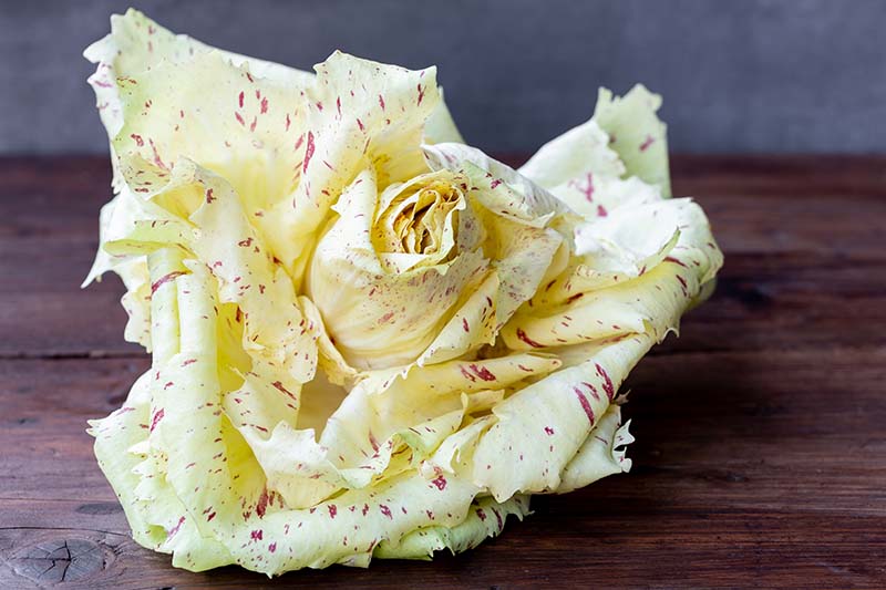 A close up horizontal image of a yellow with pink flecks head of radicchio 'Variegato' set on a wooden surface.