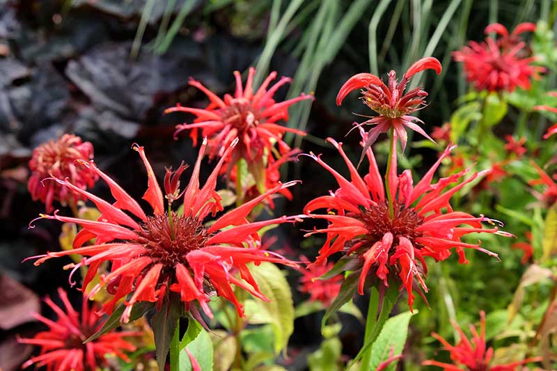 A close up horizontal image of red flowering monarda growing in the summer garden.