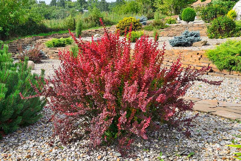 How to Grow and Care for Barberry Bushes | Gardener's Path