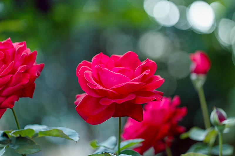 A close up horizontal image of bright red flowers growing in the garden pictured on a soft focus background.