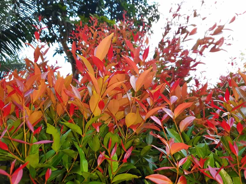 Red and orange planting of red tip photinia.