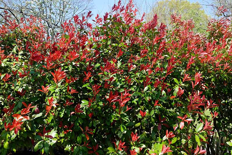 A horizontal image of a P. x fraseri shrub growing as a hedge, pictured in bright sunshine with trees and blue sky in the background.