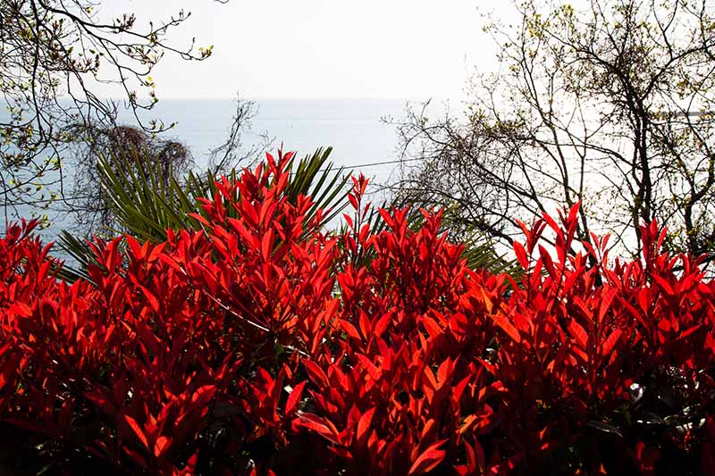 A horizontal image of P. x fraseri 'Little Red Robin' growing as a hedge in a coastal garden with the sea in the background.