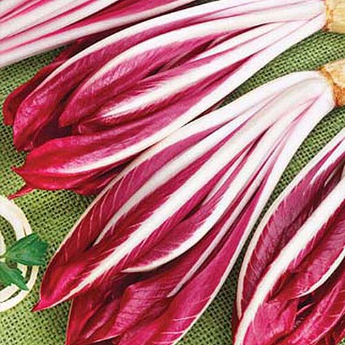A close up square image of the elongated heads of 'Red Treviso' radicchio set on a green cloth.