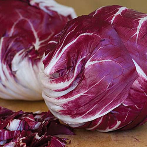 A close up square image of freshly harvested 'Red Verona' radicchio heads set on a wooden surface.