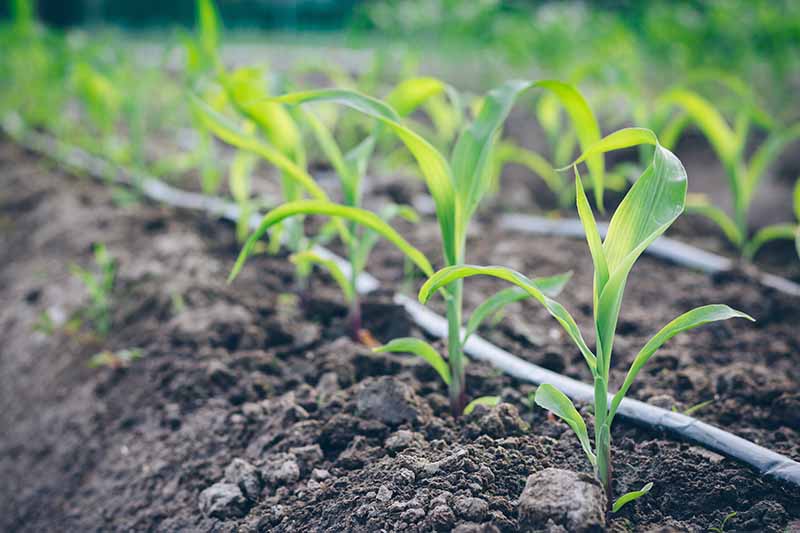 A close up horizontal image of rows of small Zea mays seedlings growing in the garden.