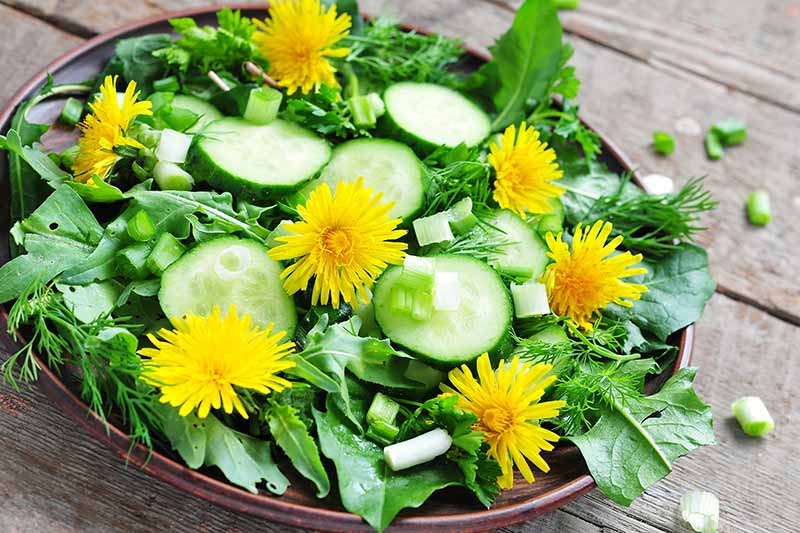 A close up horizontal image of a ceramic bowl with a salad of dandelion greens, flowers, cucumbers, arugula, and other greens set on a wooden table.