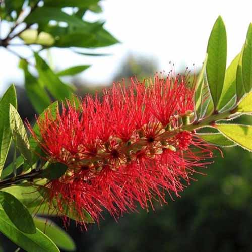 A close up square image of a bright red Callistemon flower pictured on a soft focus background.