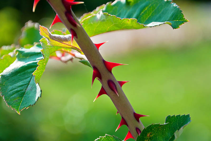 A close up horizontal image of the stem of a shrub that's covered in sharp thorns pictured in bright sunshine on a soft focus background.