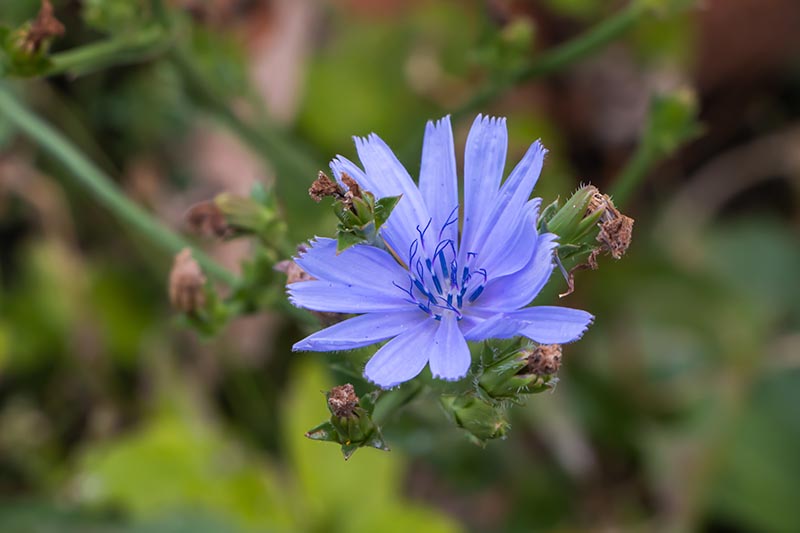 A close up horizontal image of a small blue flower pictured on a green soft focus background.