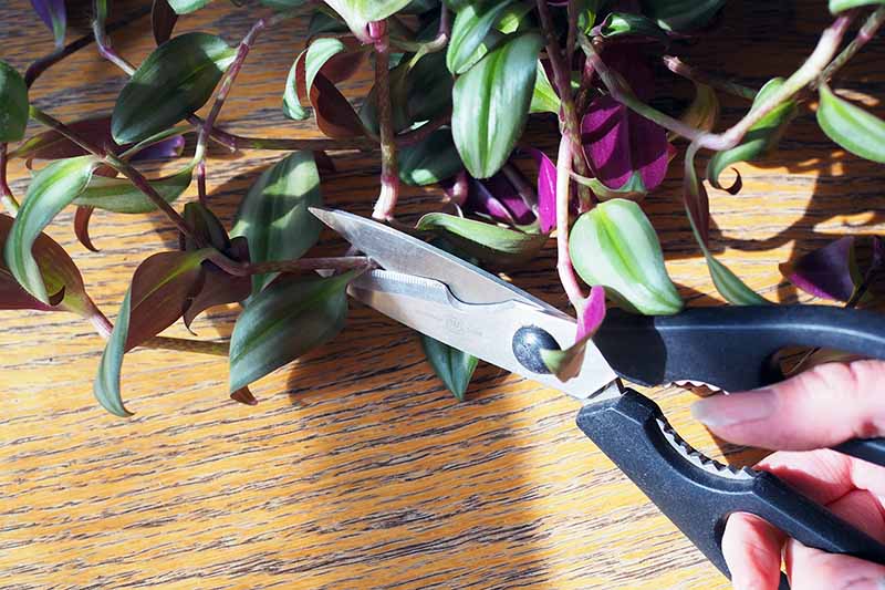 A close up horizontal image of a hand from the right of the frame holding a pair of scissors and snipping off a stem section from a Tradescantia houseplant.