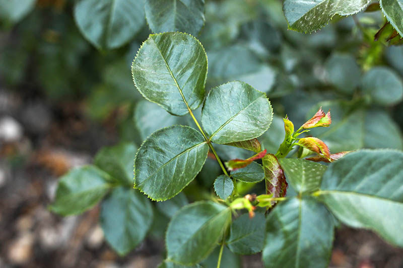 A close up horizontal image of the foliage of a Rosa shrub growing in the garden pictured on a soft focus background.