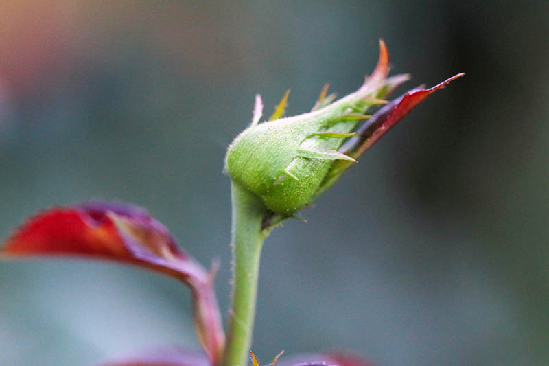 A close up horizontal image of a flower bud that has been damaged by thrips pictured on a soft focus background.