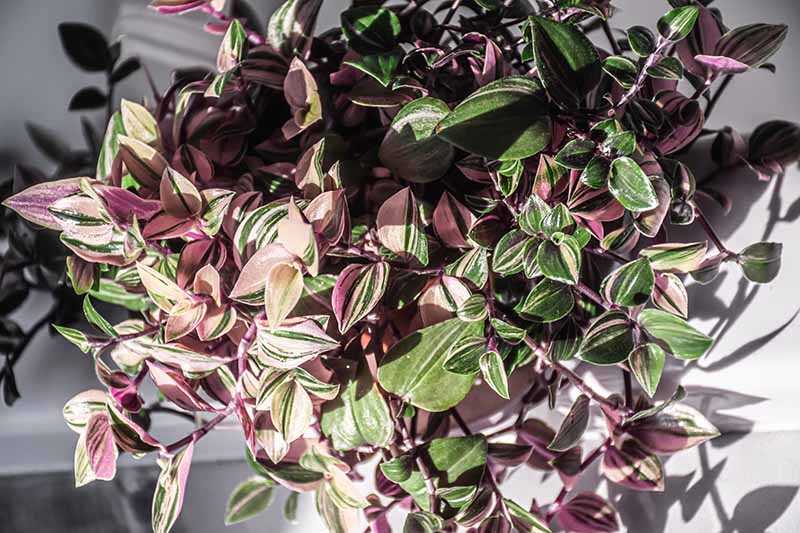 A close up horizontal image of a Tradescantia 'Tricolor' plant growing in a pot pictured in bright sunshine.