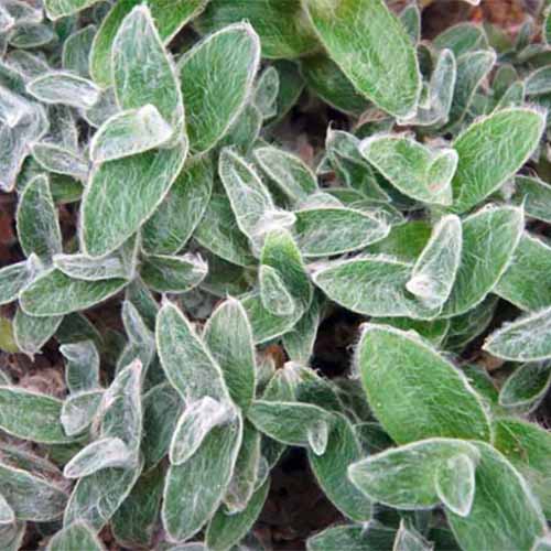 A close up square image of the fuzzy foliage of Tradescantia 'White Velvet' growing in the garden.