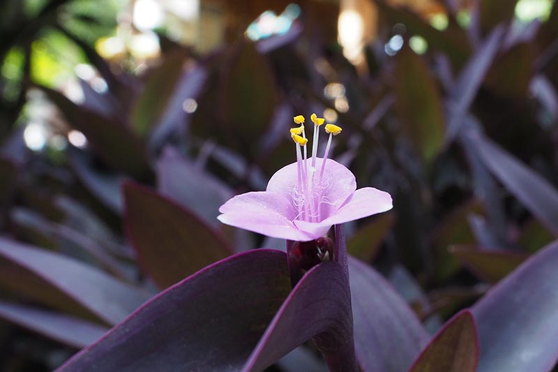 A close up horizontal image of a single pink flower surrounded by dark purple foliage pictured on a soft focus background.
