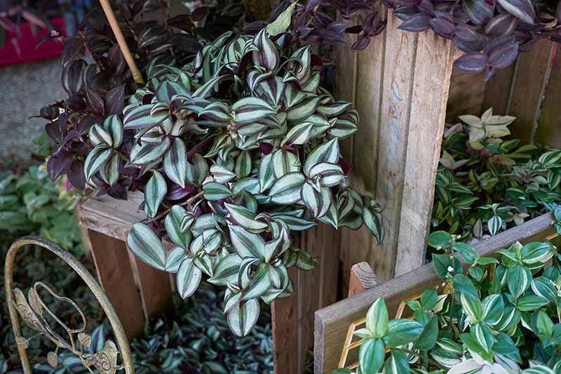 A close up horizontal image of different varieties of Tradescantia growing in wooden planters outdoors.