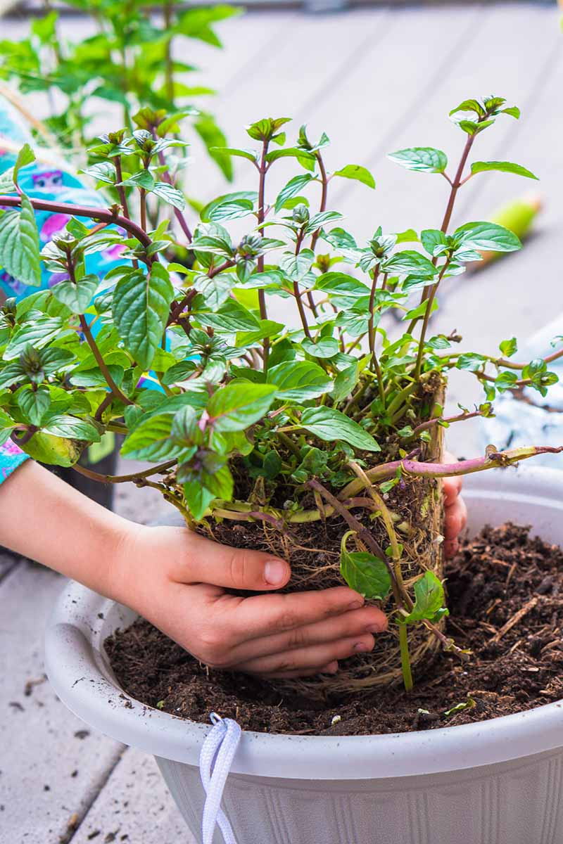 A close up vertical image of a child transplanting a herb into a larger container, pictured on a soft focus background.