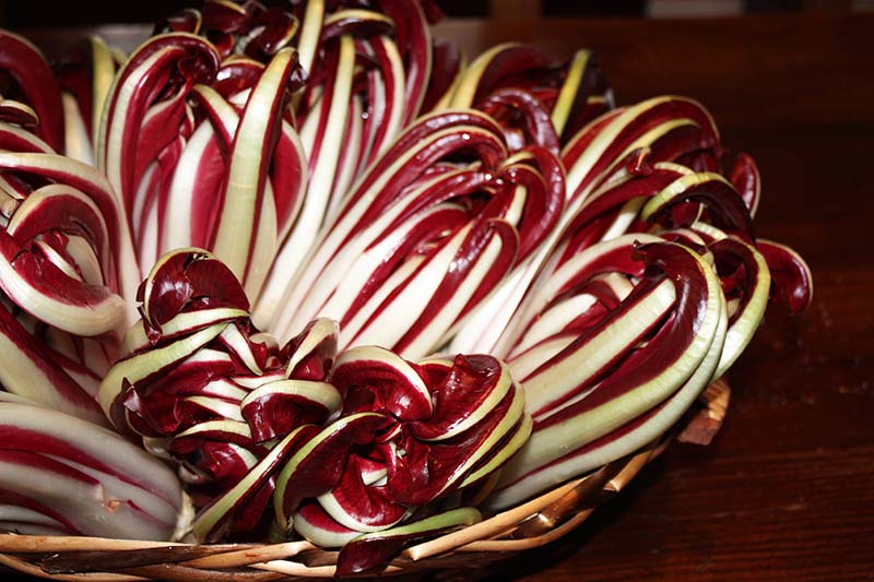 A close up horizontal image of 'Treviso' radicchio arranged in a wicker basket pictured on a dark background.