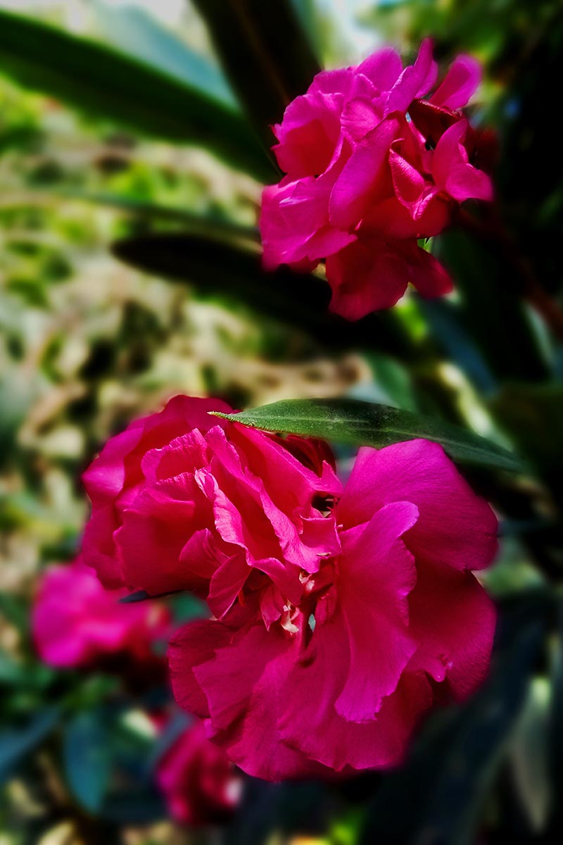 A close up vertical image of the double blossoms of Nerium 'Twist of Pink' growing in the garden pictured on a soft focus background.