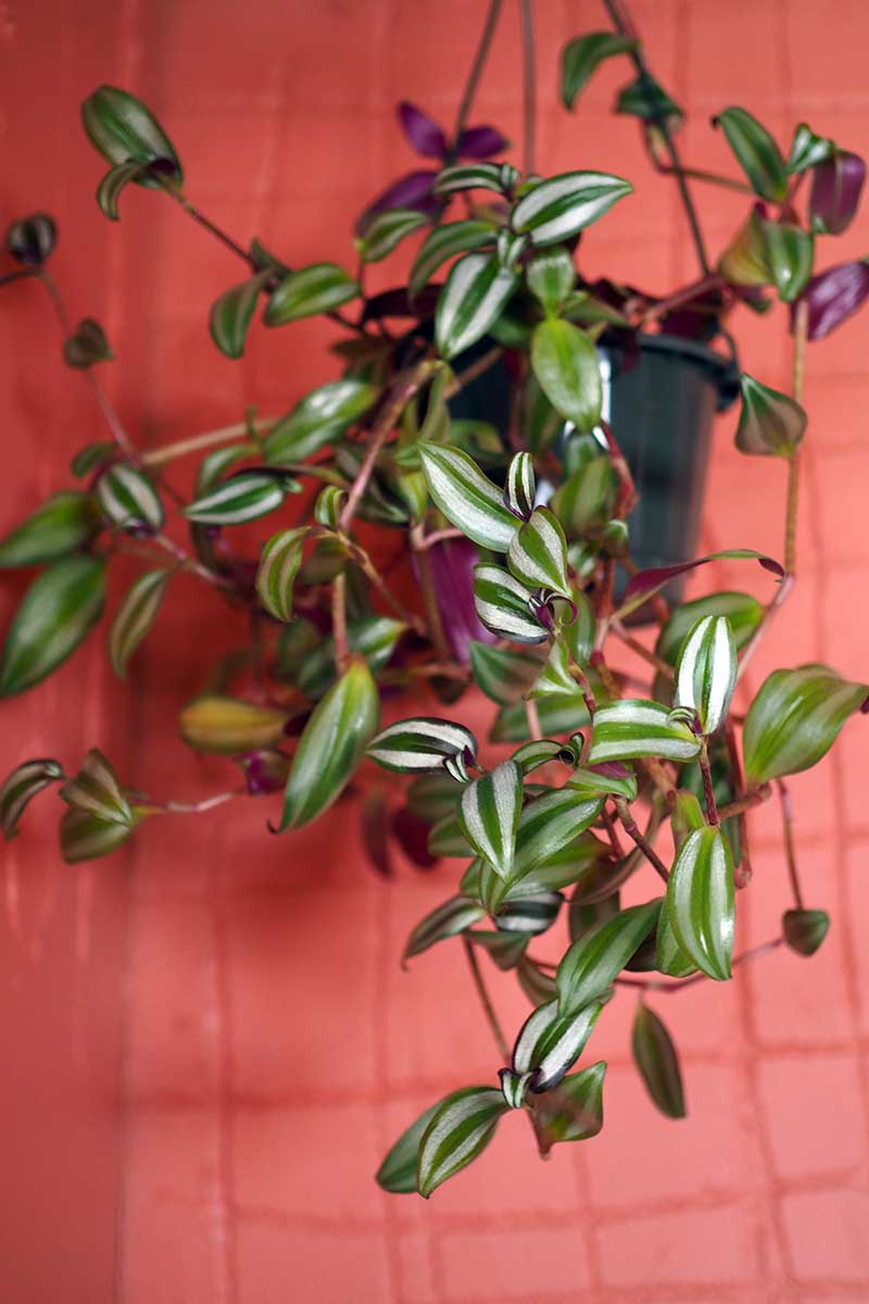 A close up vertical image of a plastic hanging basket with the foliage of spiderwort spilling over the edges pictured on a red background.