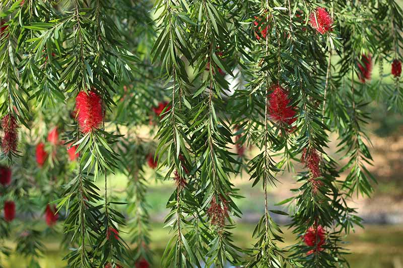 A close up horizontal image of a weeping bottlebrush plant growing in the garden pictured in light sunshine with a pond in soft focus in the background.
