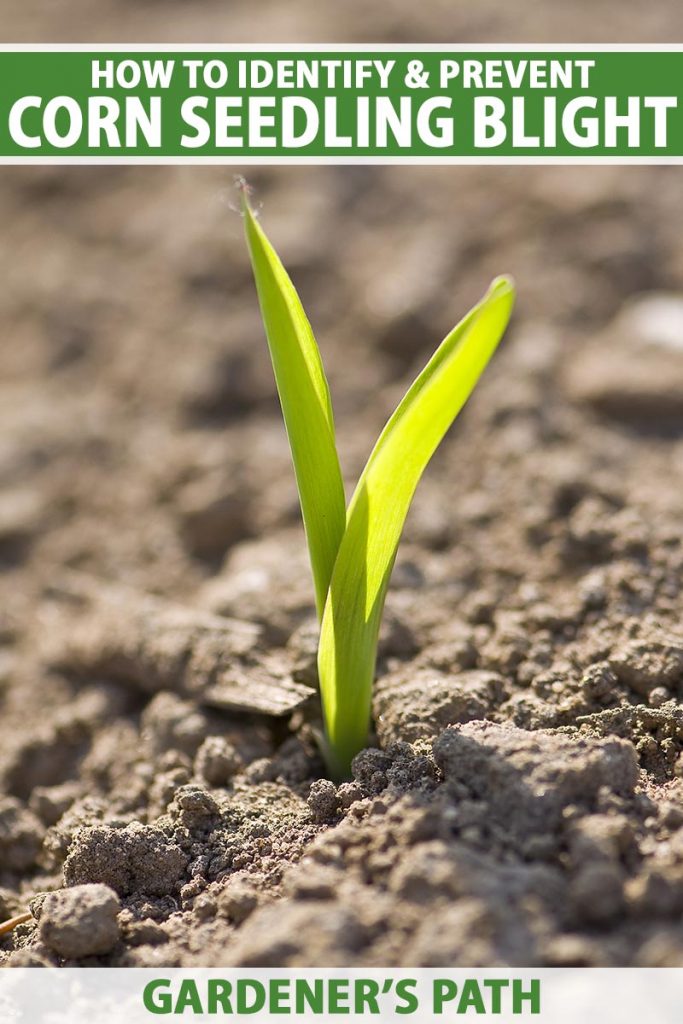 A close up vertical image of a small Zea mays seedling pushing through the earth pictured in bright sunshine on a soft focus background.